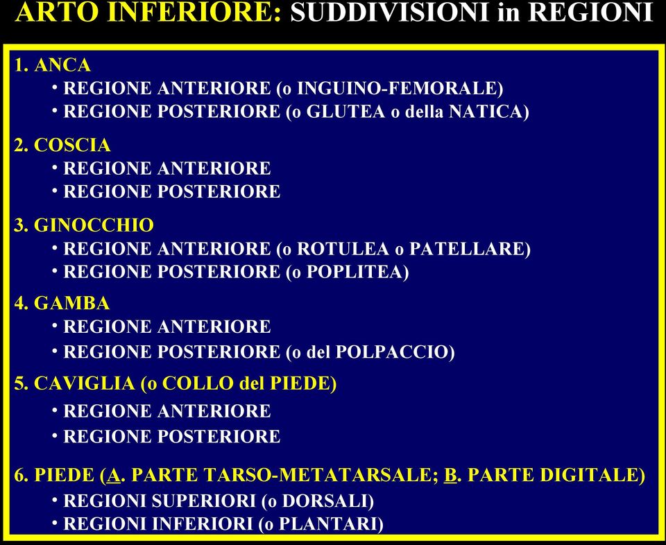 COSCIA REGIONE ANTERIORE REGIONE POSTERIORE 3.