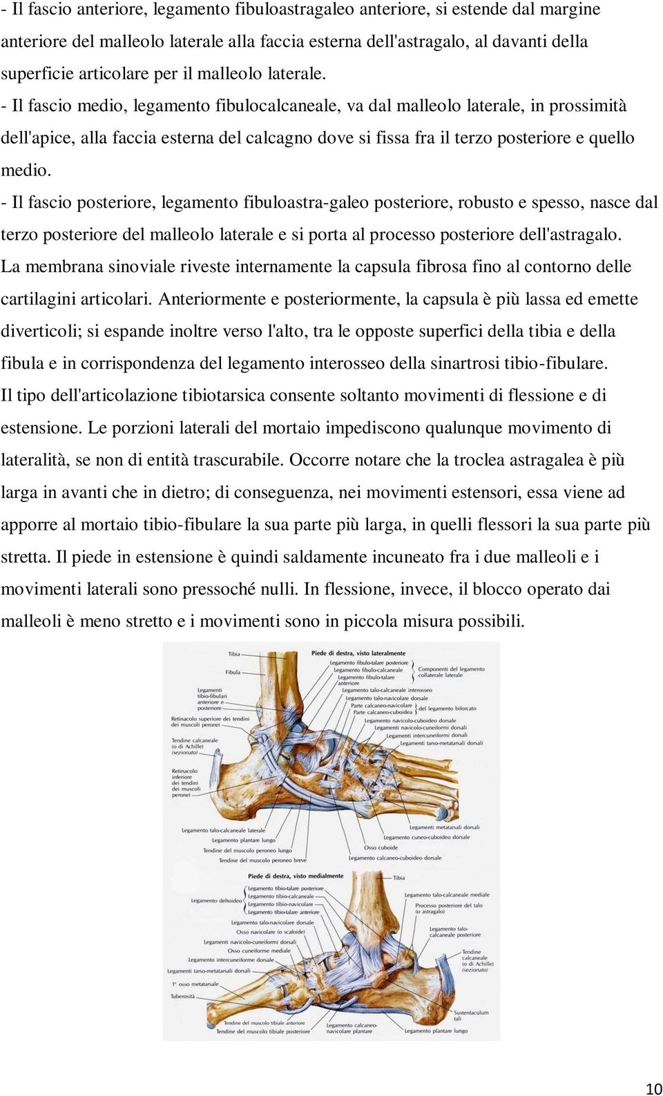 - Il fascio medio, legamento fibulocalcaneale, va dal malleolo laterale, in prossimità dell'apice, alla faccia esterna del calcagno dove si fissa fra il terzo posteriore e quello medio.