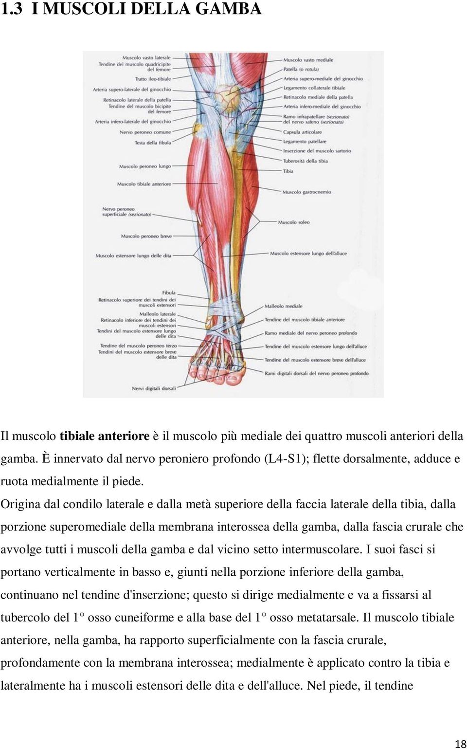 Origina dal condilo laterale e dalla metà superiore della faccia laterale della tibia, dalla porzione superomediale della membrana interossea della gamba, dalla fascia crurale che avvolge tutti i