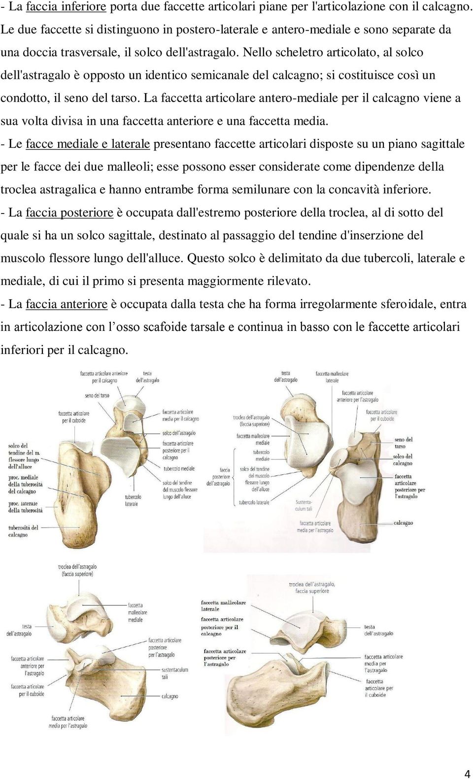 Nello scheletro articolato, al solco dell'astragalo è opposto un identico semicanale del calcagno; si costituisce così un condotto, il seno del tarso.