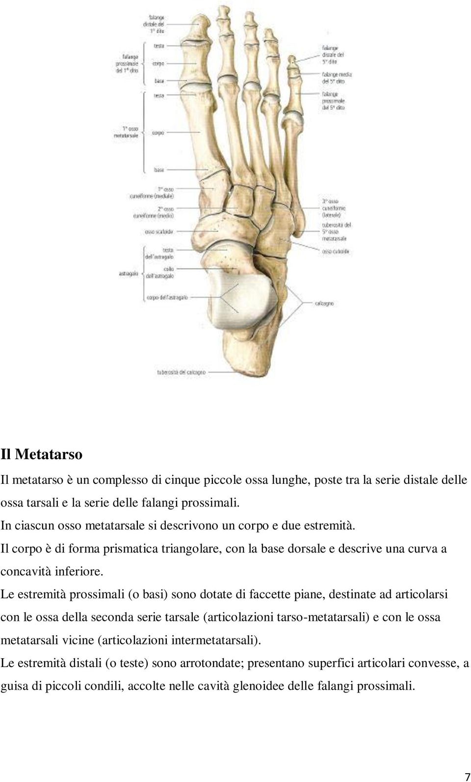 Le estremità prossimali (o basi) sono dotate di faccette piane, destinate ad articolarsi con le ossa della seconda serie tarsale (articolazioni tarso-metatarsali) e con le ossa