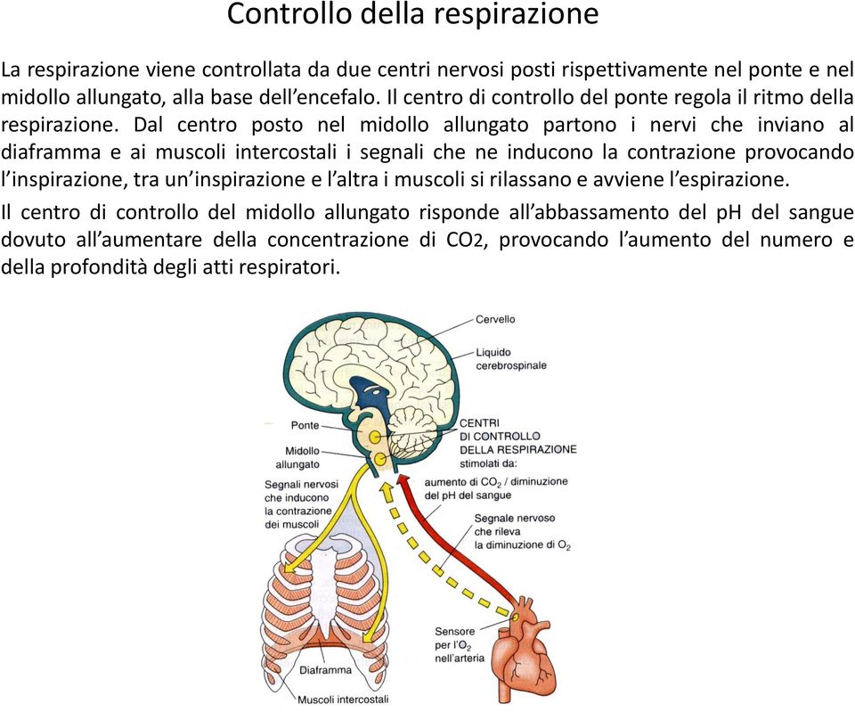 Dal centro posto nel midollo allungato partono i nervi che inviano al diaframma e ai muscoli intercostali i segnali che ne inducono la contrazione provocando l inspirazione,