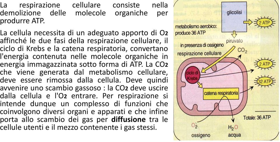molecole organiche in energia immagazzinata sotto forma di ATP. La CO2 che viene generata dal metabolismo cellulare, deve essere rimossa dalla cellula.