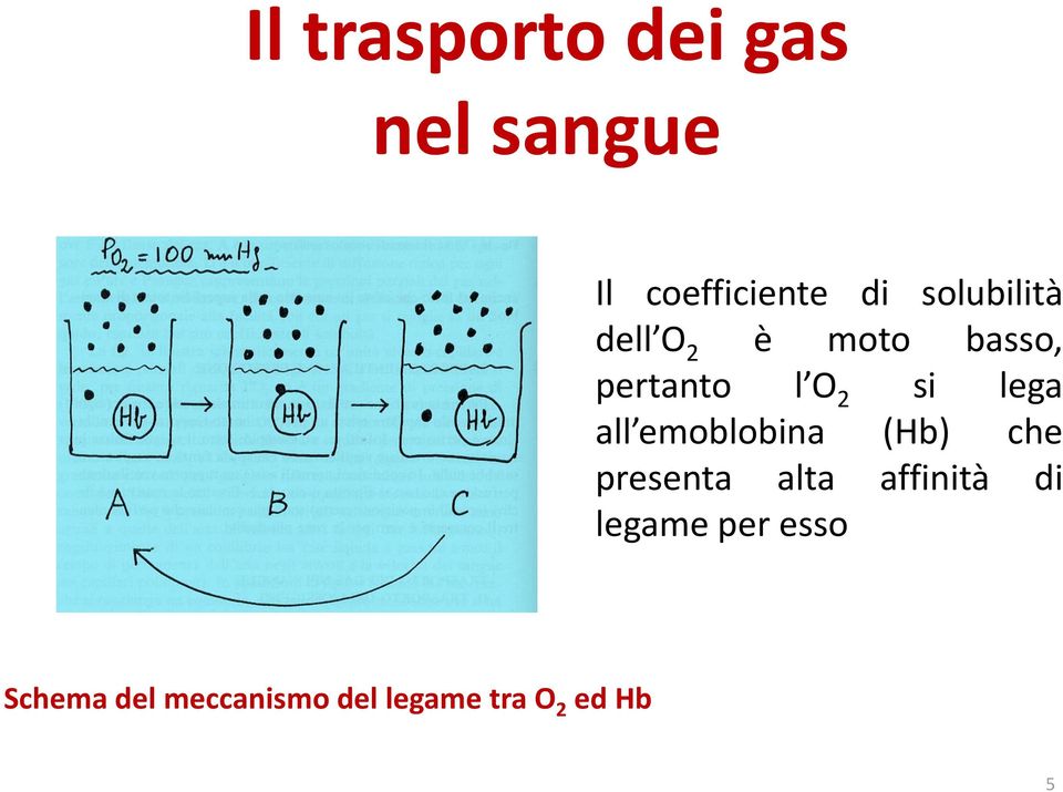 lega all emoblobina (Hb) che presenta alta affinità di