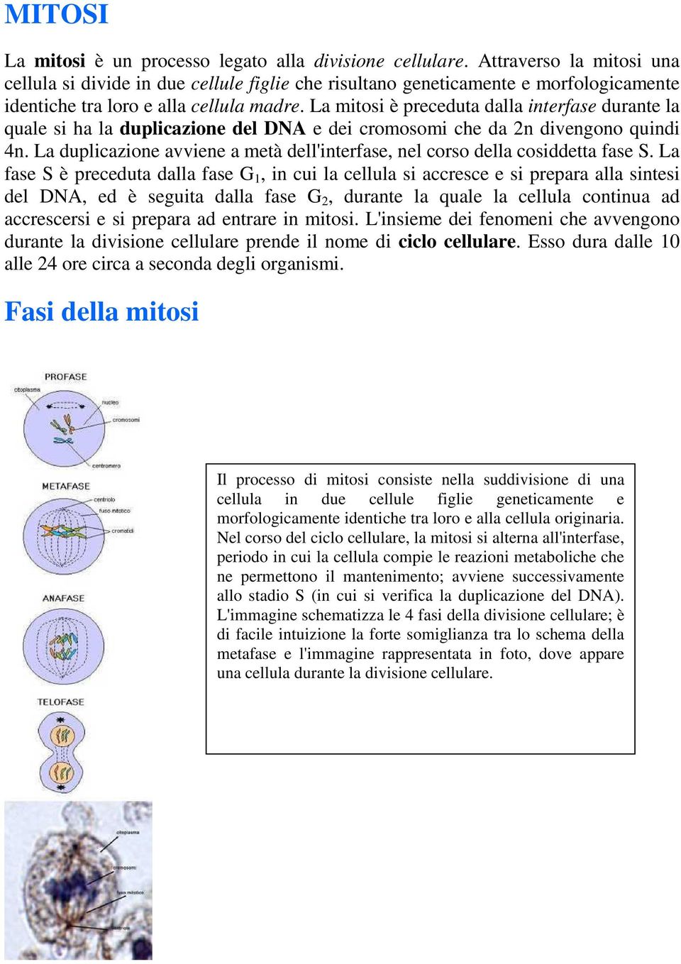 La mitosi è preceduta dalla interfase durante la quale si ha la duplicazione del DNA e dei cromosomi che da 2n divengono quindi 4n.