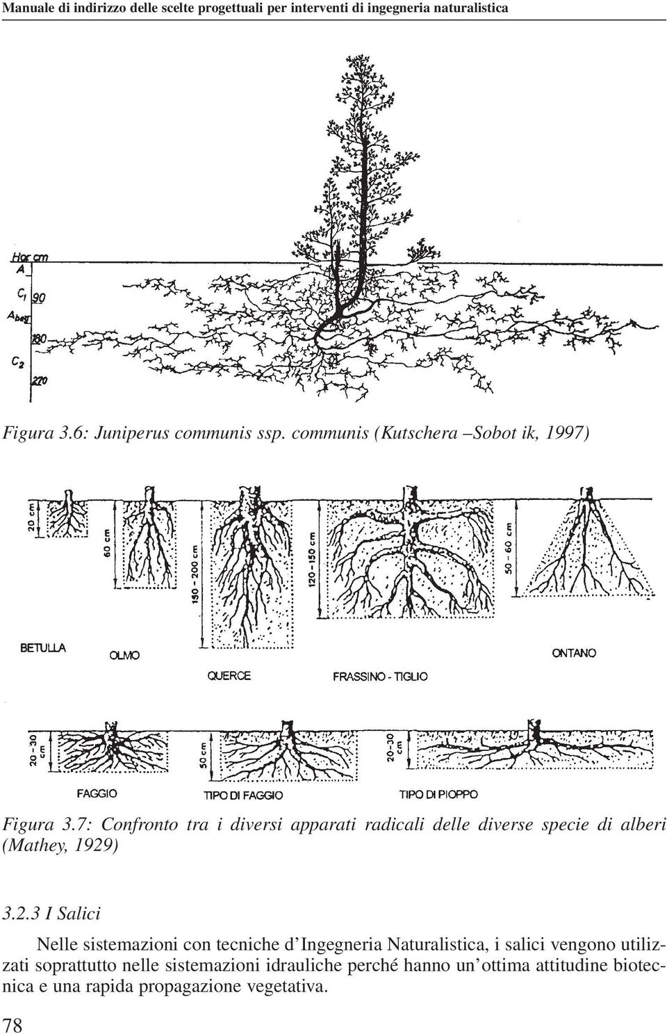 7: Confronto tra i diversi apparati radicali delle diverse specie di alberi (Mathey, 1929