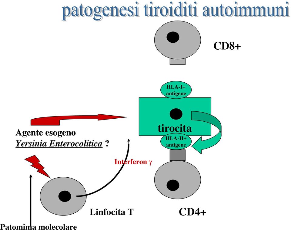 tirocita HLA-II+ antigene