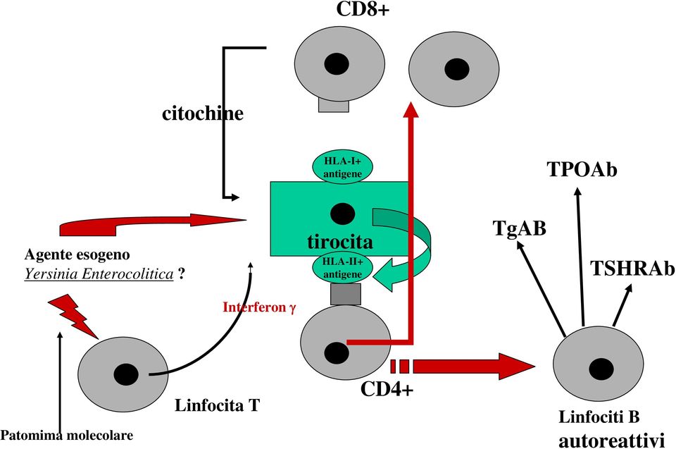 tirocita HLA-II+ antigene TgAB TSHRAb