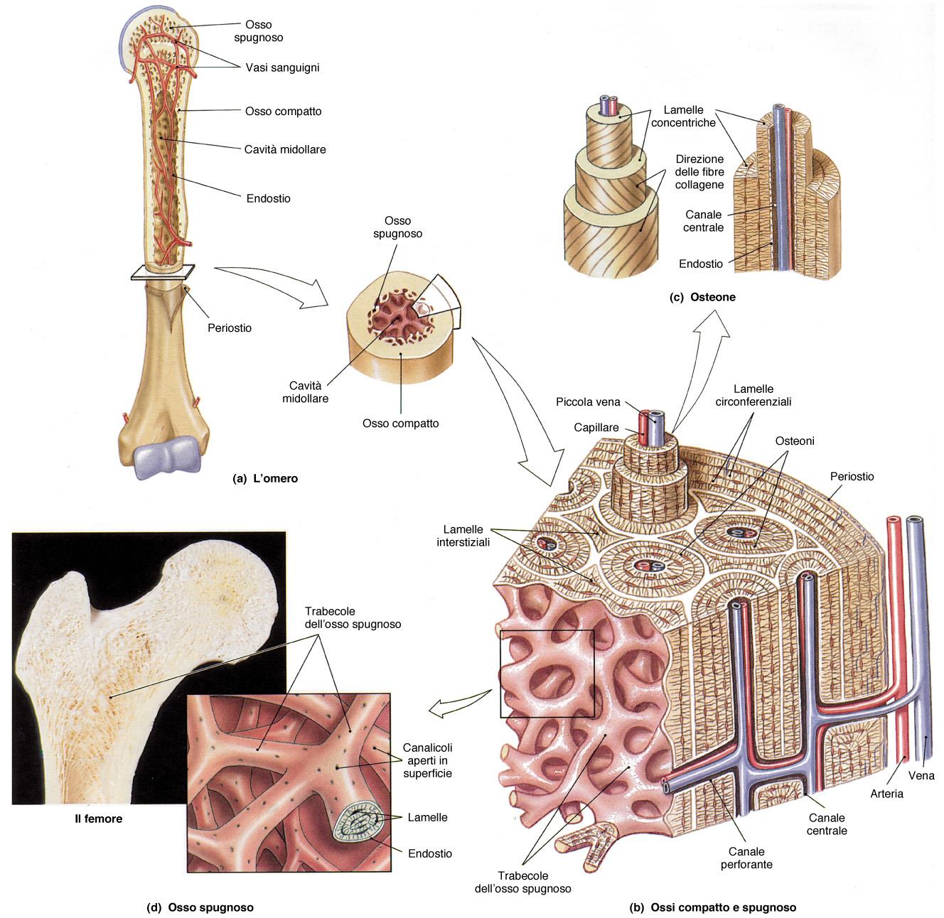 Organizzazione dell osso compatto : OSTEONI + lamelle circonferenziali + lamelle interstiziali +