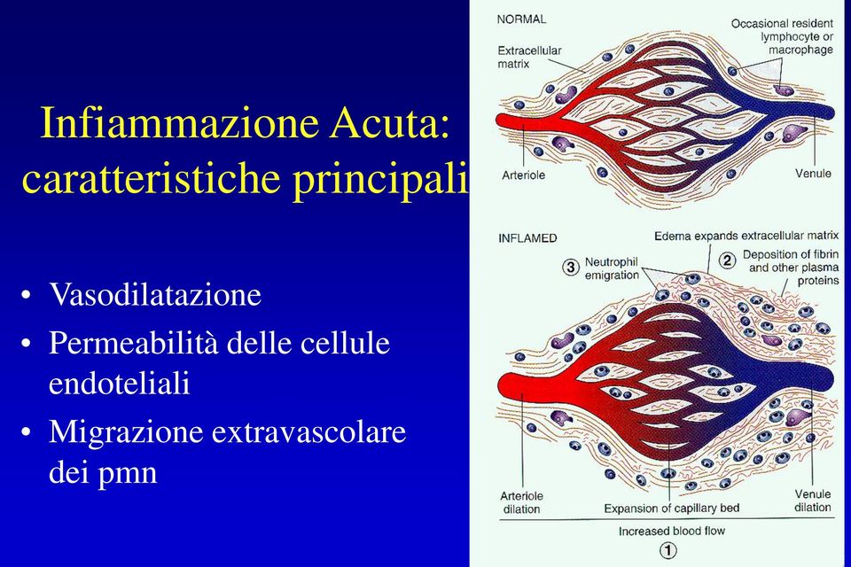 Vasodilatazione Permeabilità