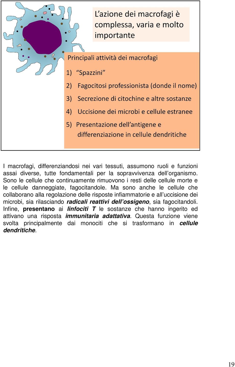 Ma sono anche le cellule che collaborano alla regolazione delle risposte infiammatorie e all uccisione dei microbi, sia rilasciando radicali reattivi dell ossigeno,