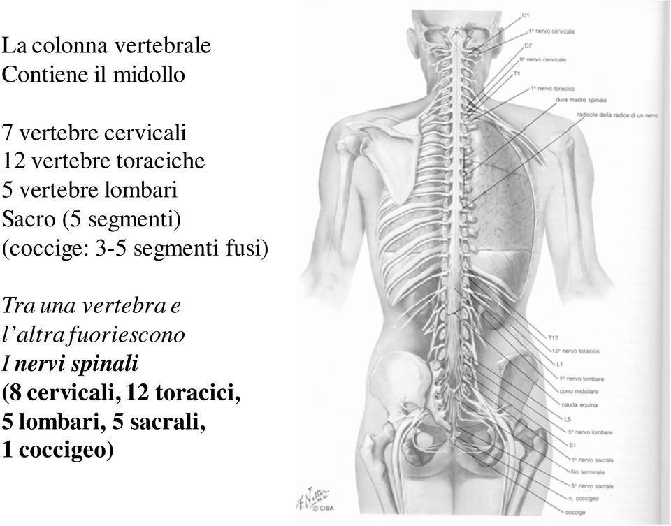 3-5 segmenti fusi) Tra una vertebra e l altra fuoriescono I nervi