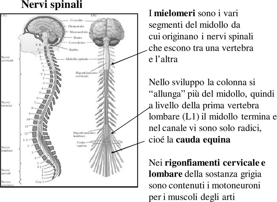 prima vertebra lombare (L1) il midollo termina e nel canale vi sono solo radici, cioé la cauda equina Nei