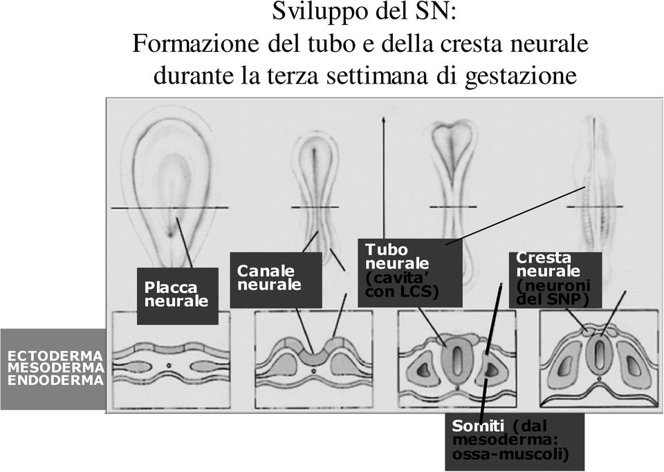 neurale Tubo neurale (cavita con LCS) Cresta neurale (neuroni