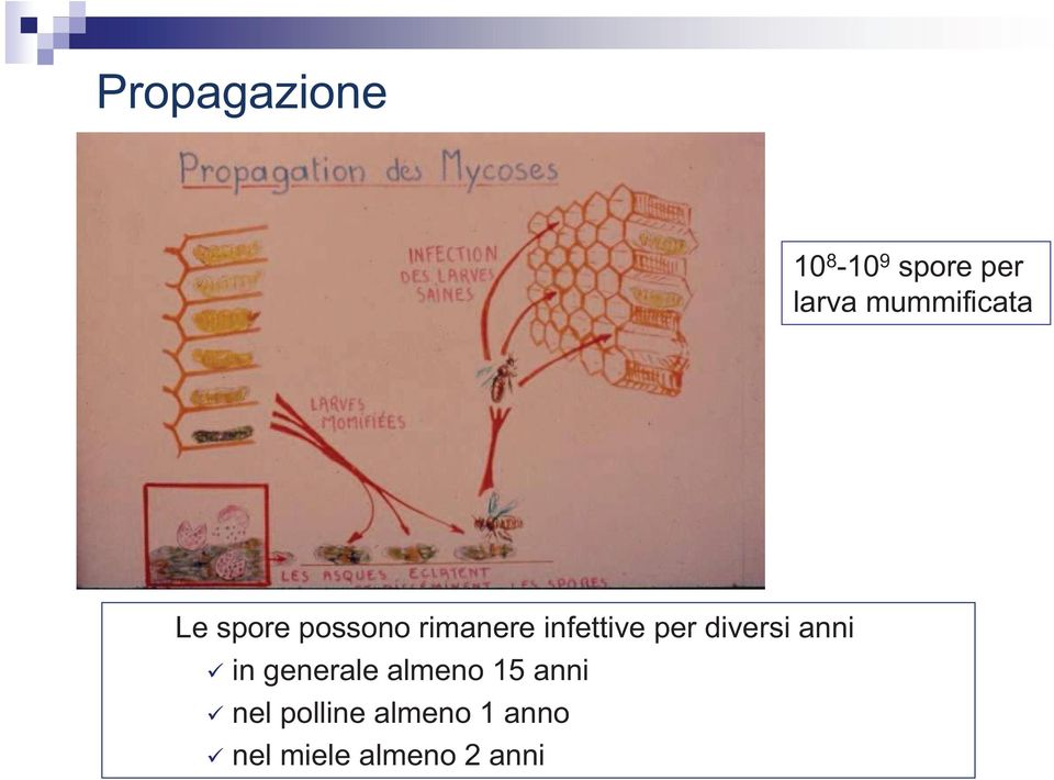 infettive per diversi anni in generale