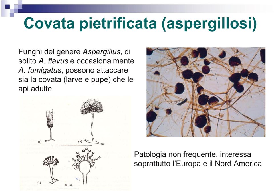 fumigatus, possono attaccare sia la covata (larve e pupe) che