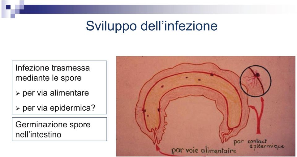 via alimentare per via epidermica?