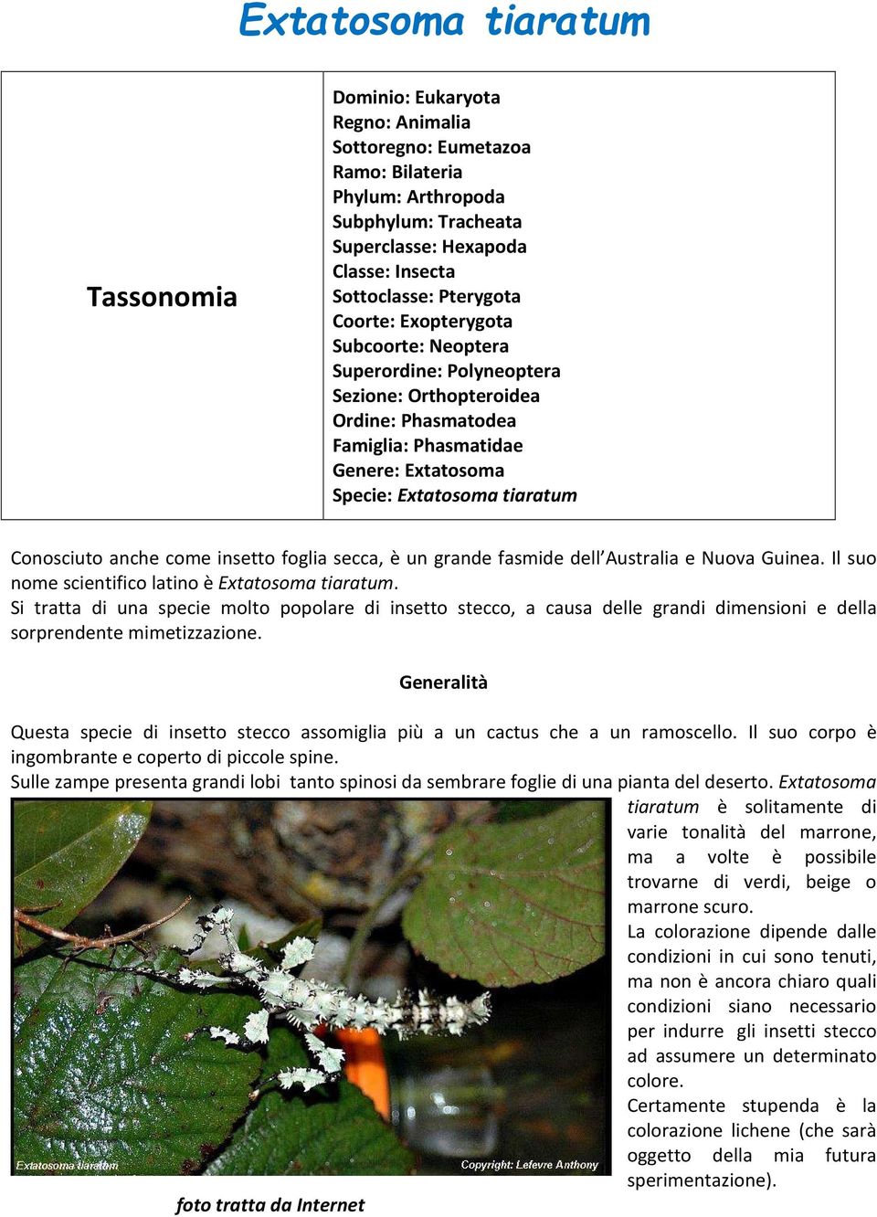 Conosciuto anche come insetto foglia secca, è un grande fasmide dell Australia e Nuova Guinea. Il suo nome scientifico latino è Extatosoma tiaratum.