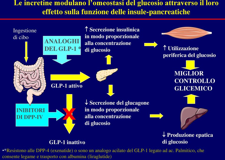 GLICEMICO INIBITORI DI DPP-IV x Secrezione del glucagone in modo proporzionale alla concentrazione di glucosio GLP-1 inattivo Produzione epatica di