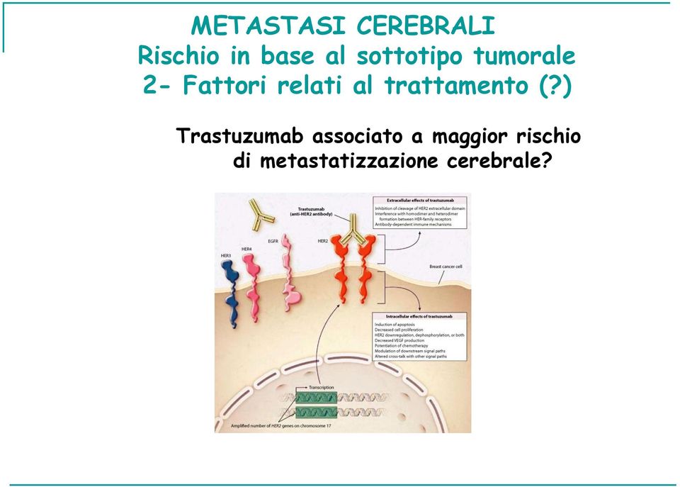 ) Trastuzumab associato a