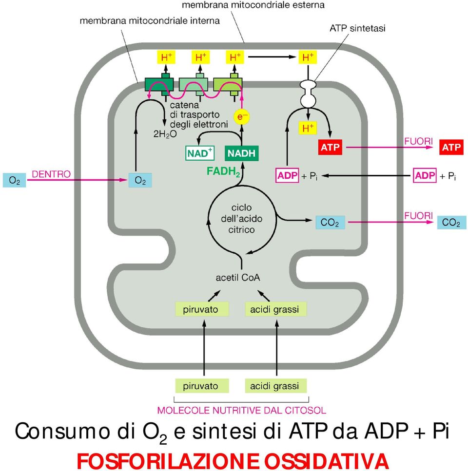 ATP da ADP + Pi