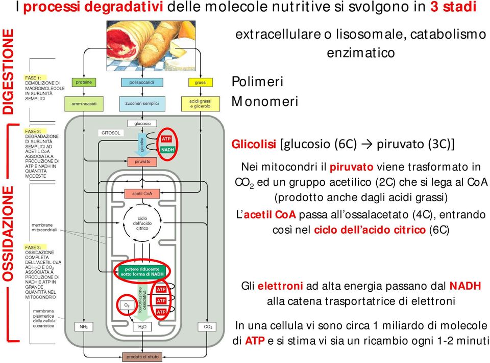 (prodotto anche dagli acidi grassi) L acetil CoA passa all ossalacetato (4C), entrando così nel ciclo dell acido citrico (6C) Gli elettroni ad alta energia