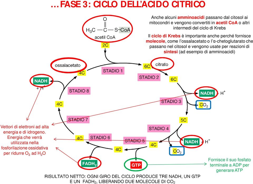 passano nel citosol e vengono usate per reazioni di sintesi (ad esempio di amminoacidi) Vettori di elettroni ad alta energia e di idrogeno.