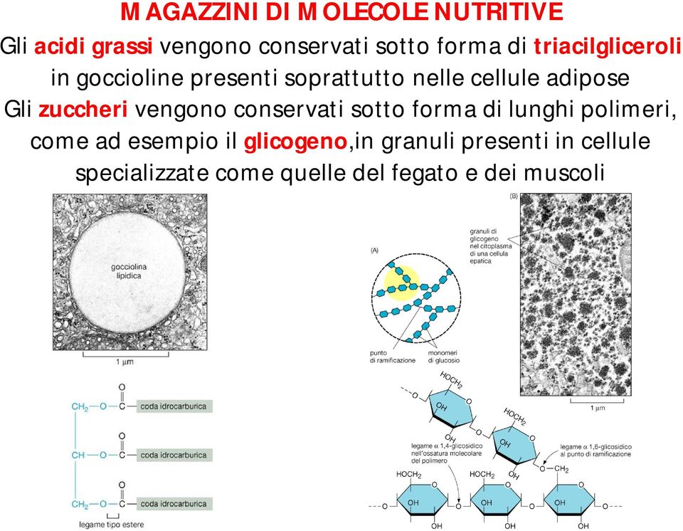 zuccheri vengono conservati sotto forma di lunghi polimeri, come ad esempio il