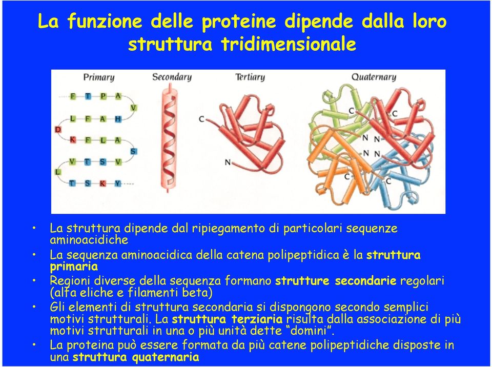 e filamenti beta) Gli elementi di struttura secondaria si dispongono secondo semplici motivi strutturali.