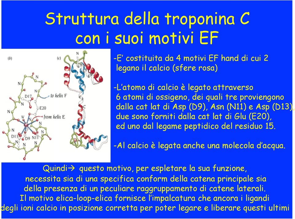 -Al calcio è legata anche una molecola d acqua.