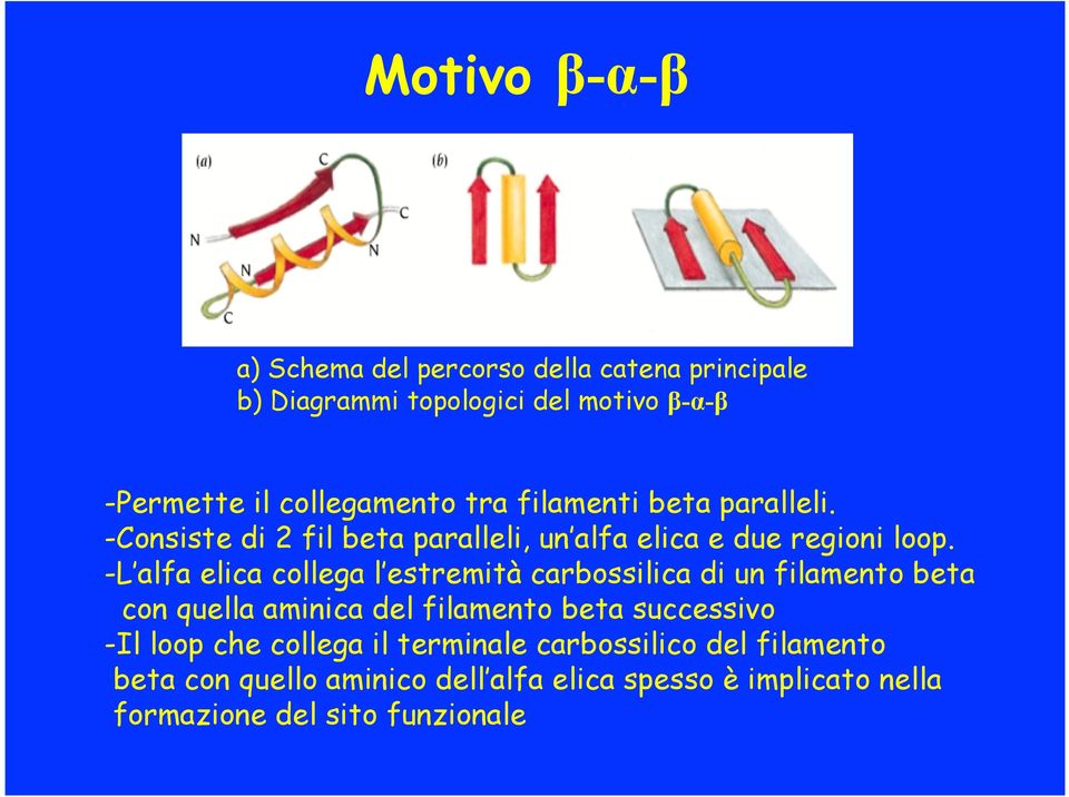 -L alfa elica collega l estremità carbossilica di un filamento beta con quella aminica del filamento beta successivo -Il