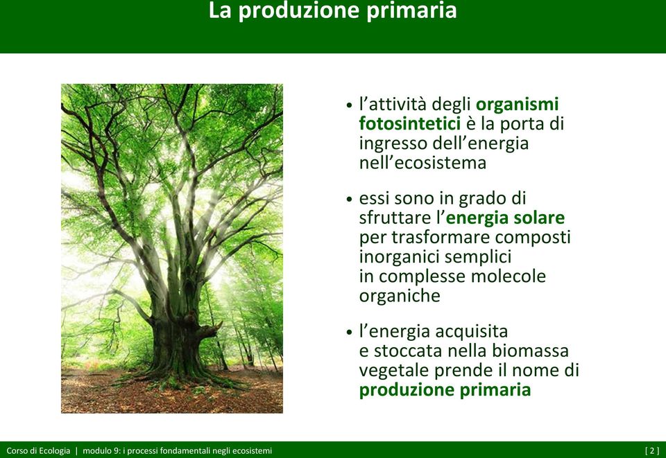 semplici in complesse molecole organiche l energia acquisita e stoccata nella biomassa vegetale prende