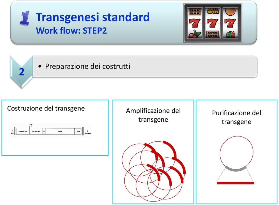 Costruzione del transgene