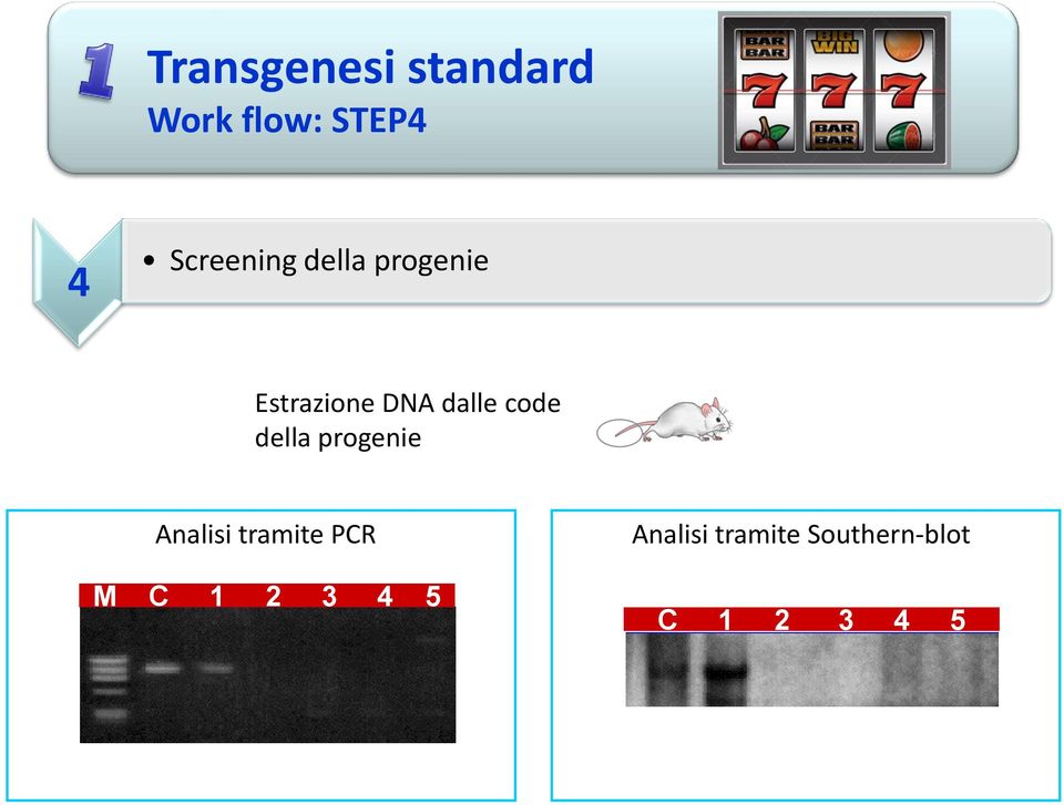 code della progenie Analisi tramite PCR M C 1