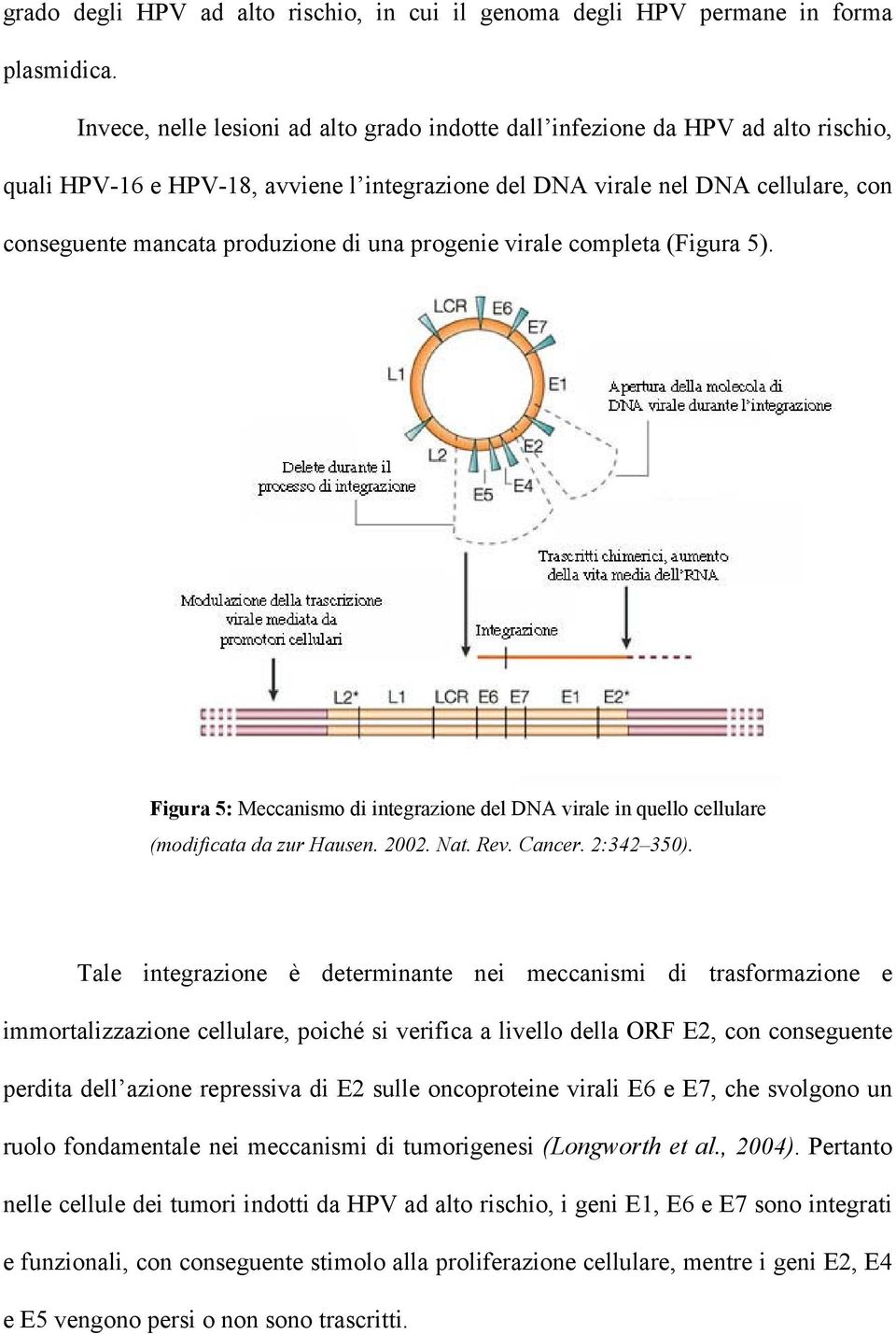 di una progenie virale completa (Figura 5). Figura 5: Meccanismo di integrazione del DNA virale in quello cellulare (modificata da zur Hausen. 2002. Nat. Rev. Cancer. 2:342 350).