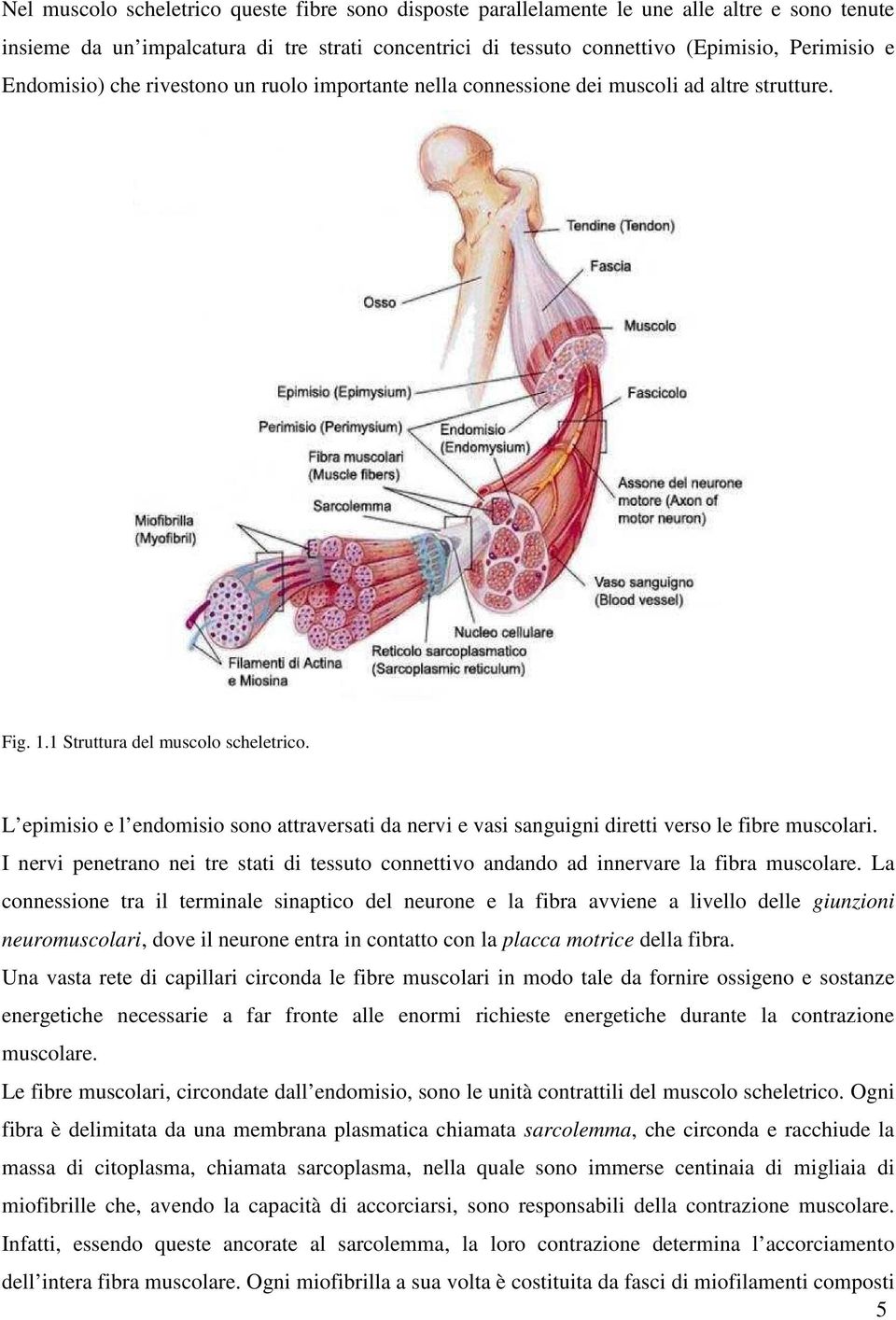 L epimisio e l endomisio sono attraversati da nervi e vasi sanguigni diretti verso le fibre muscolari. I nervi penetrano nei tre stati di tessuto connettivo andando ad innervare la fibra muscolare.