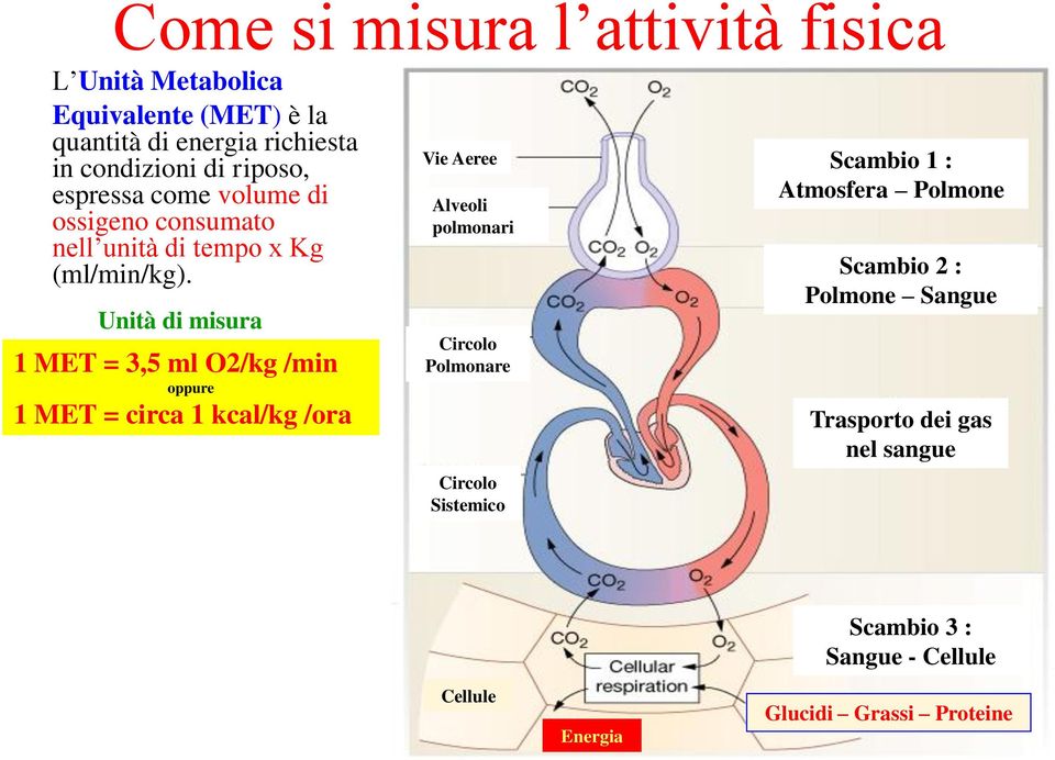 Unità di misura 1 MET = 3,5 ml O2/kg /min oppure 1 MET = circa 1 kcal/kg /ora Vie Aeree Alveoli polmonari Circolo Polmonare