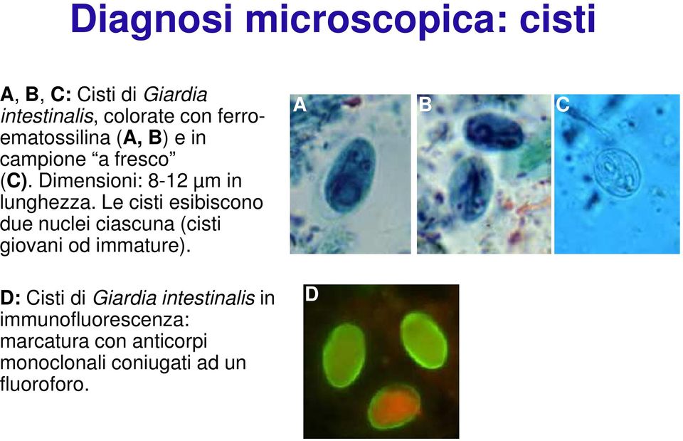 Le cisti esibiscono due nuclei ciascuna (cisti giovani od immature).