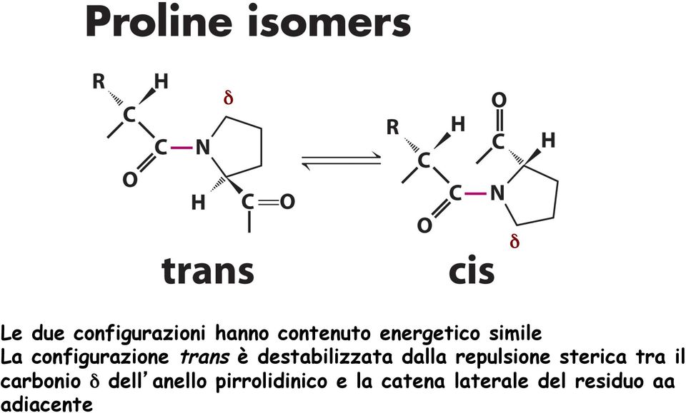 repulsione sterica tra il carbonio δ dell anello