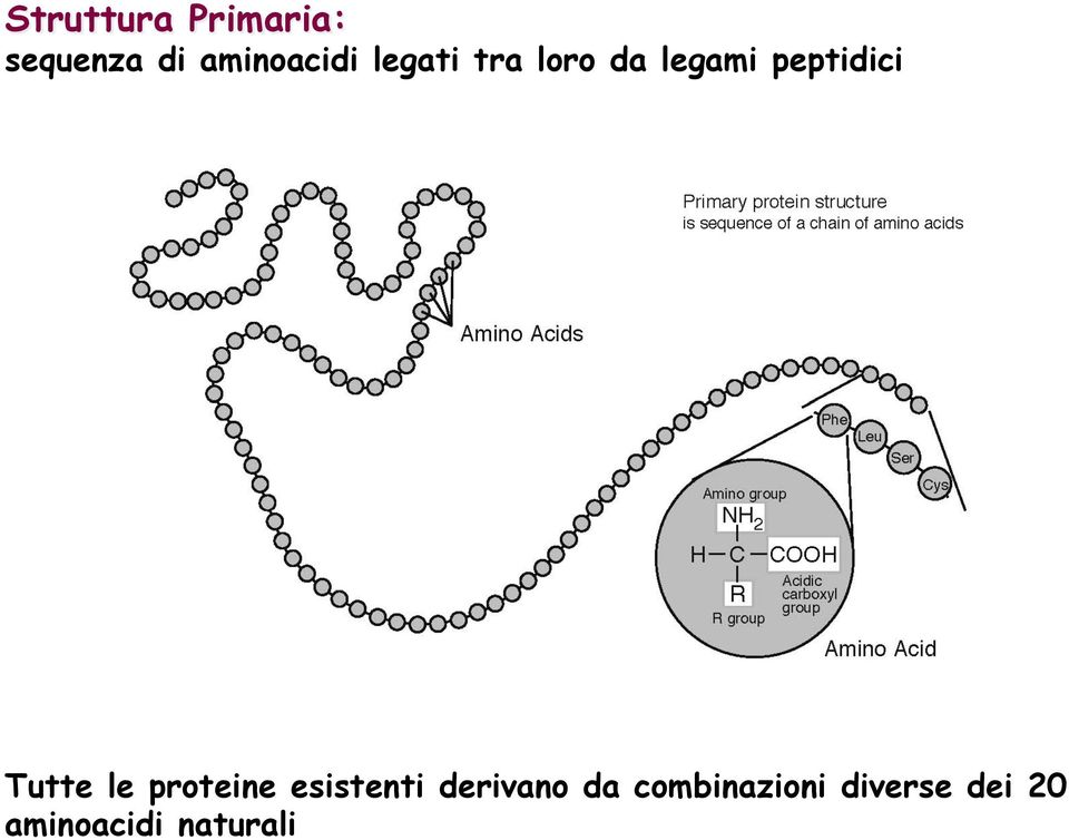 peptidici Tutte le proteine esistenti