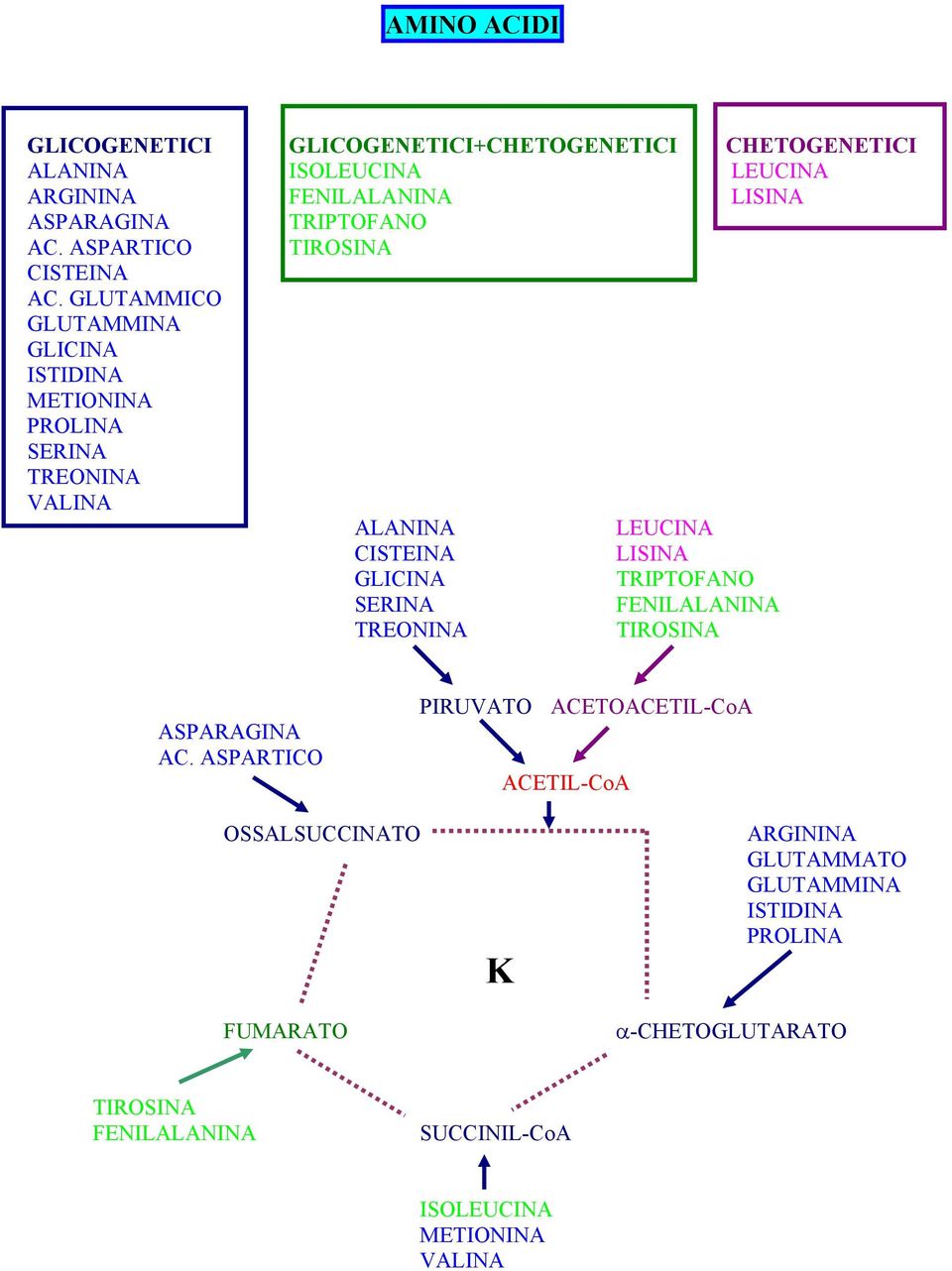 GLUTAMMICO GLUTAMMINA GLICINA ISTIDINA METIONINA PROLINA SERINA TREONINA VALINA ALANINA LEUCINA CISTEINA LISINA GLICINA TRIPTOFANO SERINA