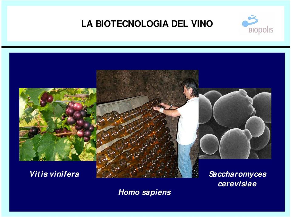 vinifera Homo