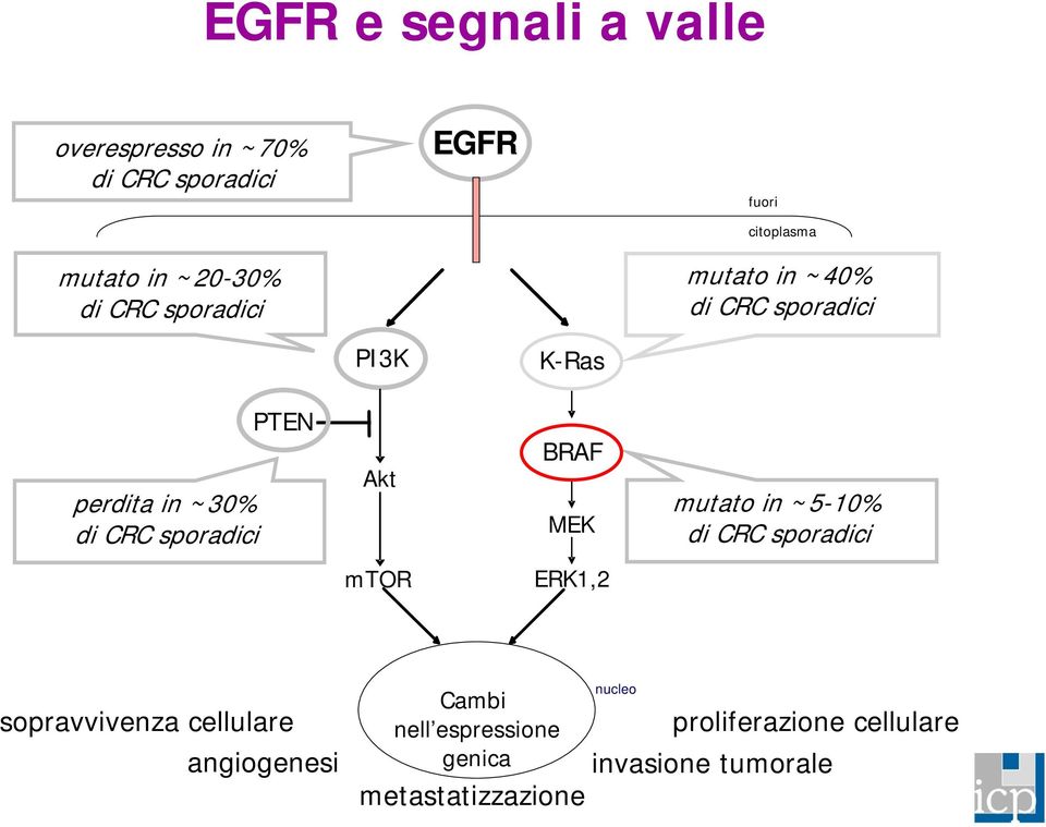 mutato in ~5-10% mtor ERK1,2 sopravvivenza cellulare angiogenesi Cambi nell