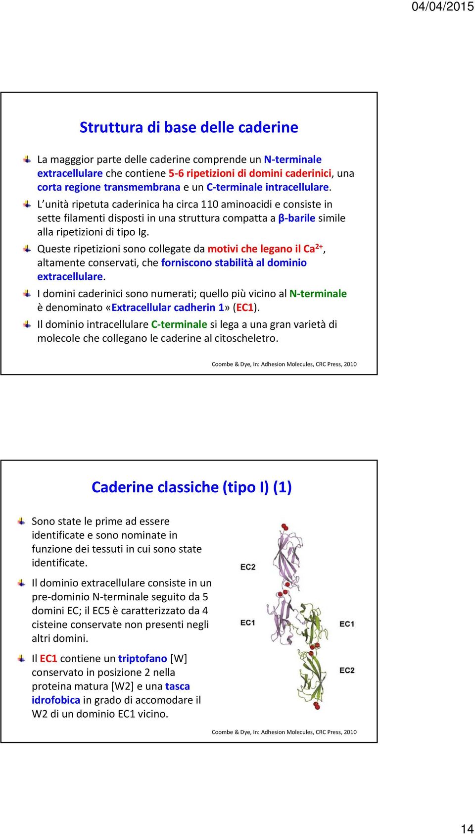 Queste ripetizioni sono collegate da motivi che legano il Ca 2+, altamente conservati, che forniscono stabilità al dominio extracellulare.