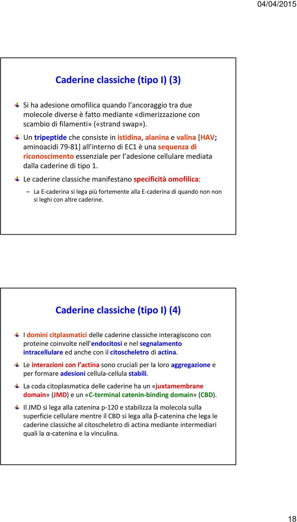 1. Le caderine classiche manifestano specificità omofilica: La E caderina si lega più fortemente alla E caderina di quando non non si leghi con altre caderine.