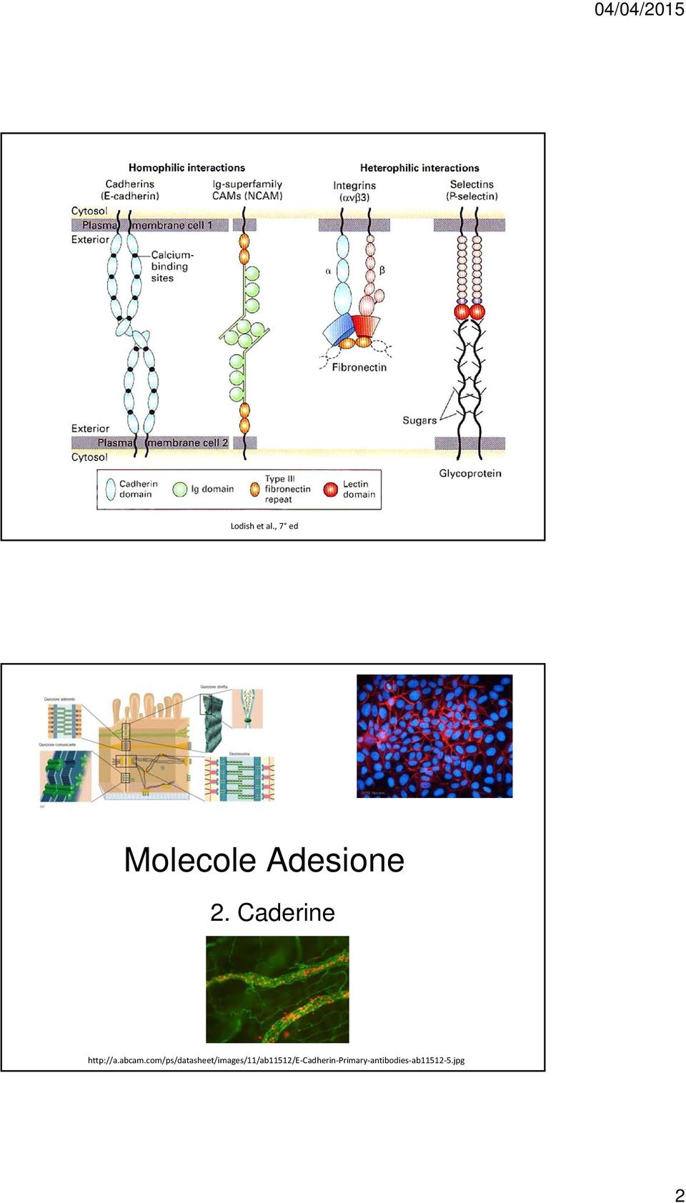 Caderine http://a.abcam.