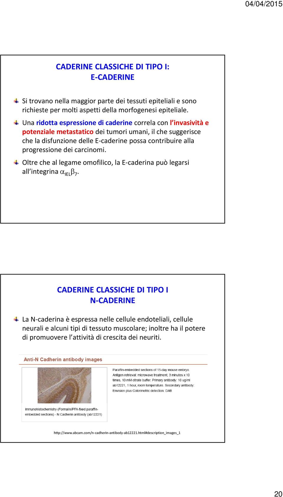 progressione dei carcinomi. Oltre che al legame omofilico, la E caderina può legarsi all integrina α IEL β 7.