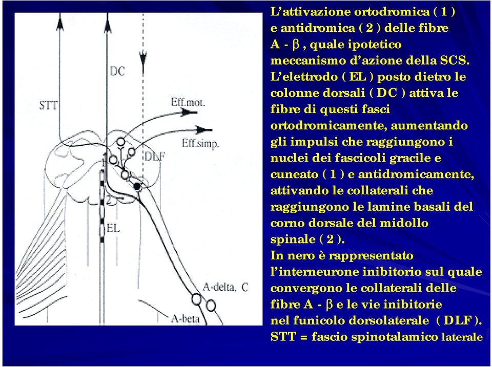 dei fascicoli gracile e cuneato ( 1 ) e antidromicamente, attivando le collaterali che raggiungono le lamine basali del corno dorsale del midollo spinale ( 2
