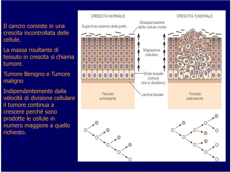 Tumore Benigno e Tumore maligno Indipendentemente dalla velocità di divisione