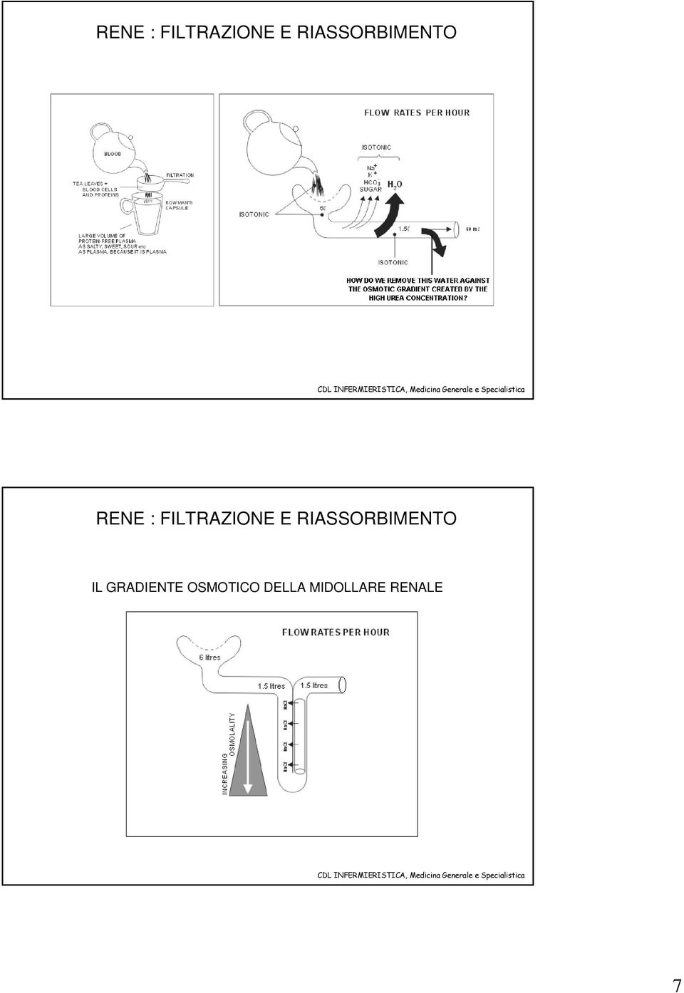 IL GRADIENTE OSMOTICO DELLA